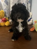 King, a male Bichpoo for sale in Durham, CT – 1 of 10