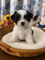 Joe , a male Morkie for sale in Durham, CT – 2 of 10