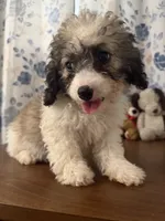 Daisy , a female Cockapoo for sale in Durham, CT – 2 of 10