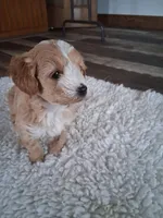 Miniature Golden doodle puppies , a male Miniature Goldendoodle for sale in Durham, CT – Photo 4 of 6