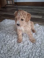 Miniature Golden doodle puppies , a male Miniature Goldendoodle for sale in Durham, CT – Photo 2 of 6