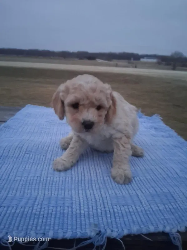 Miniature Golden doodle puppies  – Miniature Goldendoodle puppy for sale in Durham, CT