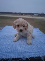 Miniature Golden doodle puppies , a male Miniature Goldendoodle for sale in Durham, CT – Photo 1 of 6