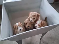 Miniature Golden doodle puppies , a male Miniature Goldendoodle for sale in Durham, CT – Photo 3 of 6