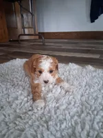Miniature Golden doodle puppies , a male Miniature Goldendoodle for sale in Durham, CT – Photo 6 of 6