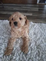 Miniature Golden doodle puppies , a male Miniature Goldendoodle for sale in Durham, CT – Photo 5 of 6