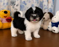 Fluffy , a male Shih Tzu for sale in Durham, CT – 6 of 10