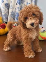 Lina, a female Havapoo for sale in Durham, CT – 1 of 10