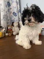 Moe , a male Bichpoo for sale in Durham, CT – 4 of 10