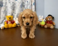 Bingo, a male Cocker Spaniel for sale in Durham, CT – 9 of 10