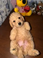 Sugar, a male Miniature Goldendoodle for sale in Durham, CT – 4 of 10