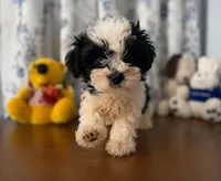 Lucy, a female Morkie for sale in Durham, CT – 10 of 10