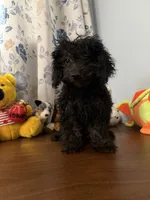 Lu, a female Yorkipoo for sale in Durham, CT – 4 of 10