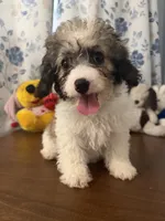 Bella , a female Cockapoo for sale in Durham, CT – 5 of 10