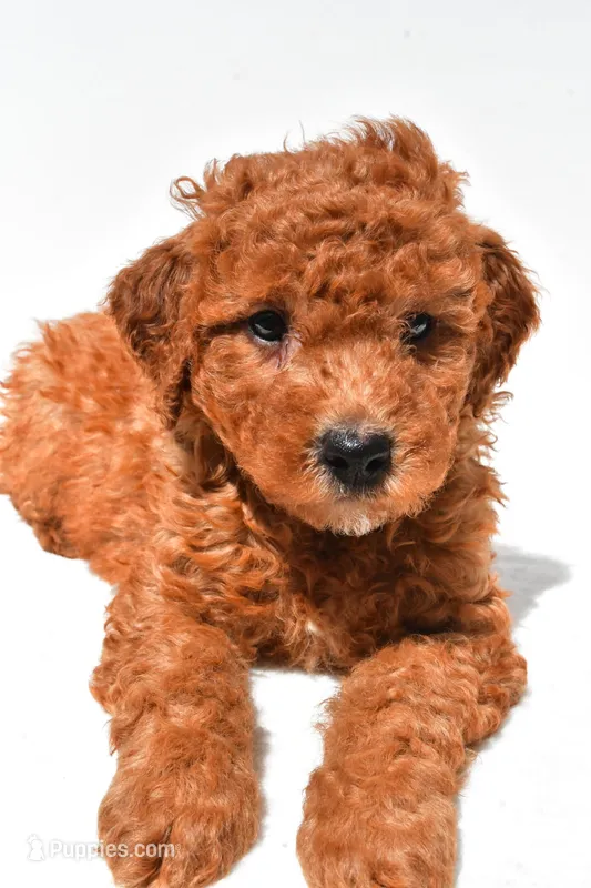 Freddy – Miniature Goldendoodle puppy for sale in Durham, CT