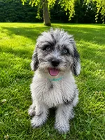 Lilly, a female Cavapoo for sale in Durham, CT – 7 of 10