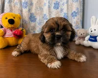 Storm , a male Lhasa Apso for sale in Durham, CT – 6 of 10