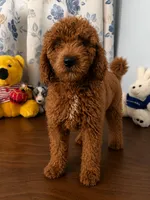 Bella, a female Miniature Goldendoodle for sale in Durham, CT – 2 of 10