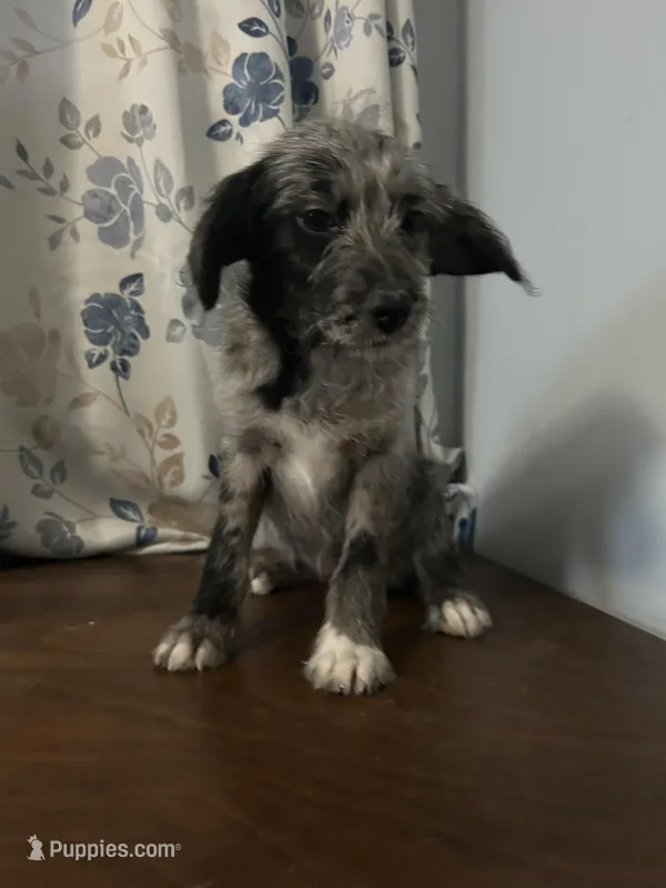 Mercy, a female Cockapoo and Alaskan Klee Kai for sale in Durham, CT – Photo 1 of 10