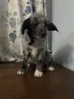 Mercy, a female Cockapoo and Alaskan Klee Kai for sale in Durham, CT – Photo 1 of 10
