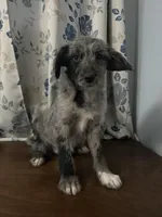 Mercy, a female Cockapoo and Alaskan Klee Kai for sale in Durham, CT – Photo 4 of 10