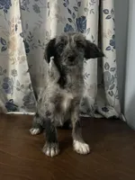 Mercy, a female Cockapoo and Alaskan Klee Kai for sale in Durham, CT – Photo 10 of 10