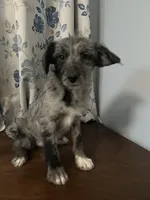 Mercy, a female Cockapoo and Alaskan Klee Kai for sale in Durham, CT – Photo 3 of 10