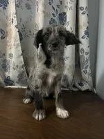 Mercy, a female Cockapoo and Alaskan Klee Kai for sale in Durham, CT – Photo 9 of 10