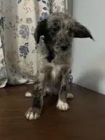 Mercy, a female Cockapoo and Alaskan Klee Kai for sale in Durham, CT – Photo 5 of 10