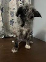 Mercy, a female Cockapoo and Alaskan Klee Kai for sale in Durham, CT – Photo 6 of 10