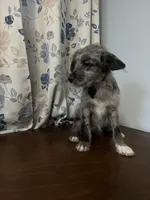 Mercy, a female Cockapoo and Alaskan Klee Kai for sale in Durham, CT – Photo 7 of 10