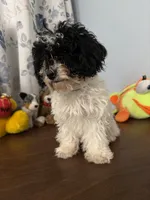 Moe , a male Bichpoo for sale in Durham, CT – 5 of 10