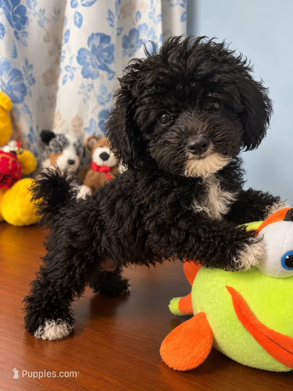 King – Bichpoo puppy for sale in Durham, CT