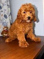 Milo, a male Miniature Goldendoodle for sale in Durham, CT – 3 of 10