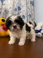 Bingo, a male Shih Tzu for sale in Durham, CT – 10 of 10