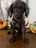 Bobby, a male Cockapoo for sale in Durham, CT – 2 of 10
