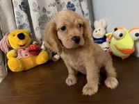 Maya, a female Cocker Spaniel for sale in Durham, CT – 2 of 10