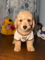 Sugar, a male Miniature Goldendoodle for sale in Durham, CT – 5 of 10