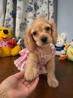 Jess, a female Cocker Spaniel for sale in Durham, CT – 7 of 10