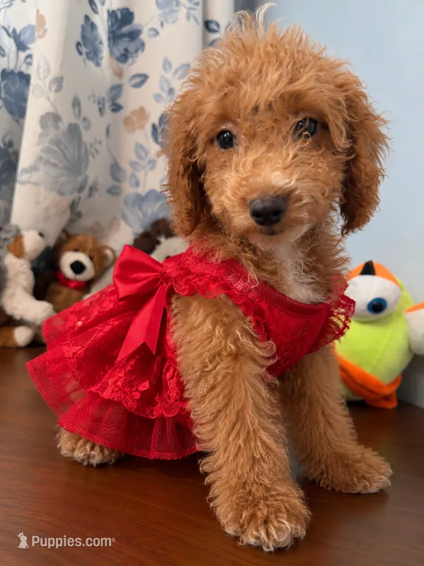 Linda – Havapoo puppy for sale in Durham, CT