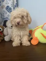 Jena , a female Bichpoo for sale in Durham, CT – 7 of 10