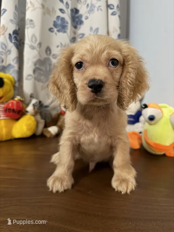 Maya – Cocker Spaniel puppy for sale in Durham, CT