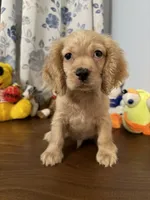 Maya, a female Cocker Spaniel for sale in Durham, CT – 1 of 10