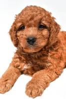 Frankie , a male Miniature Goldendoodle for sale in Durham, CT – 4 of 10