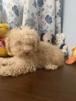 Jena , a female Bichpoo for sale in Durham, CT – 2 of 10