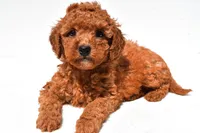 Finley, a female Miniature Goldendoodle for sale in Durham, CT – 4 of 9