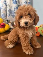 Lina, a female Havapoo for sale in Durham, CT – 9 of 10