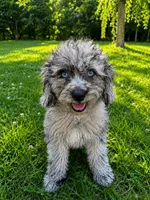 Lina, a female Cavapoo for sale in Durham, CT – 3 of 10