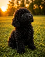 King, a male Cavapoo for sale in Durham, CT – 10 of 10