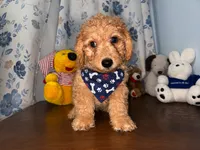 Bear, a male Miniature Goldendoodle for sale in Durham, CT – 8 of 10